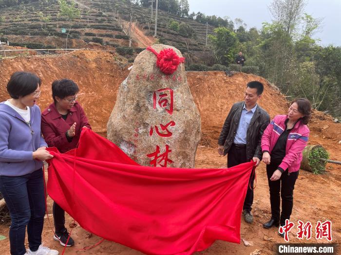 在東方美人茶基地建立的“同心林”揭牌。廣西梧州市臺辦供圖 廣西梧州市臺辦供圖 攝