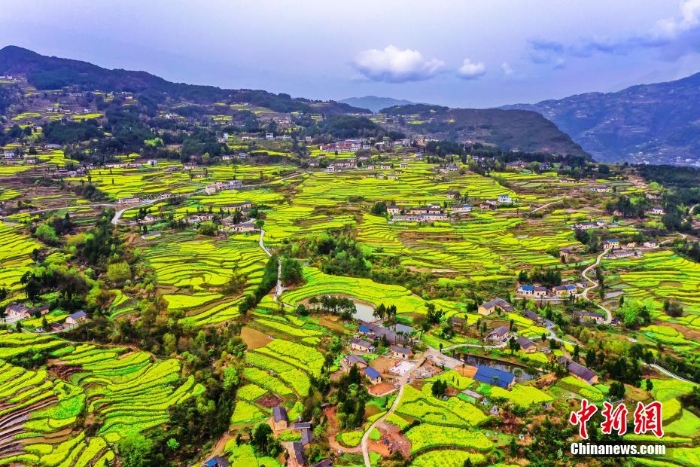 湖北巴東千畝油菜花綻放 梯田花海風(fēng)景如畫