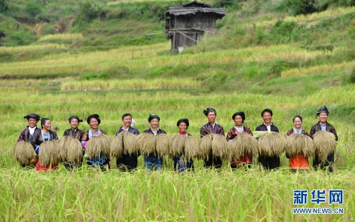 在廣西融水苗族自治縣良寨鄉(xiāng)大里村，村民們?cè)谡故緞倓偸崭畹拿撠毺厣a(chǎn)品——紫黑香糯（2018年10月12日攝）。.jpg