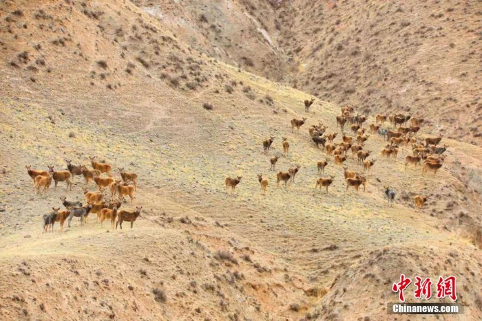 難得一見！祁連山下野生動物“組團(tuán)”出道擺造型