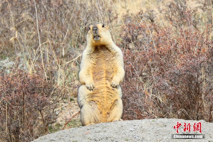 難得一見！祁連山下野生動物“組團(tuán)”出道擺造型