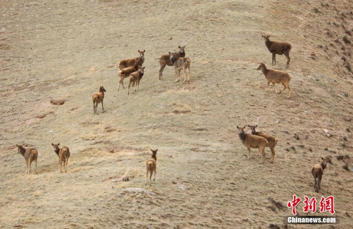 難得一見！祁連山下野生動物“組團(tuán)”出道擺造型