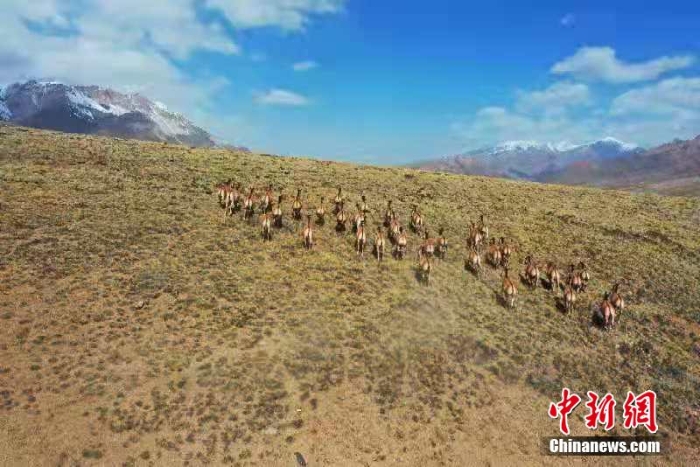 難得一見！祁連山下野生動物“組團(tuán)”出道擺造型