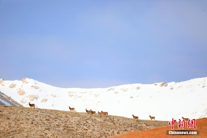 難得一見！祁連山下野生動物“組團(tuán)”出道擺造型