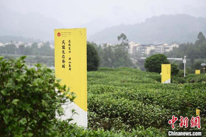 6月25日，四川成都邛崍夾關(guān)鎮(zhèn)茶園里樹立著各民主黨派生態(tài)茶園的牌子?！埮d龍 攝