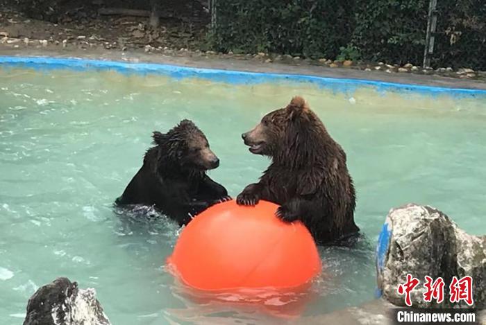 大黑熊戲水?！〕啥紕游飯@供圖