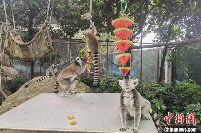 成都動物園為動物花式避暑?！〕啥紕游飯@供圖