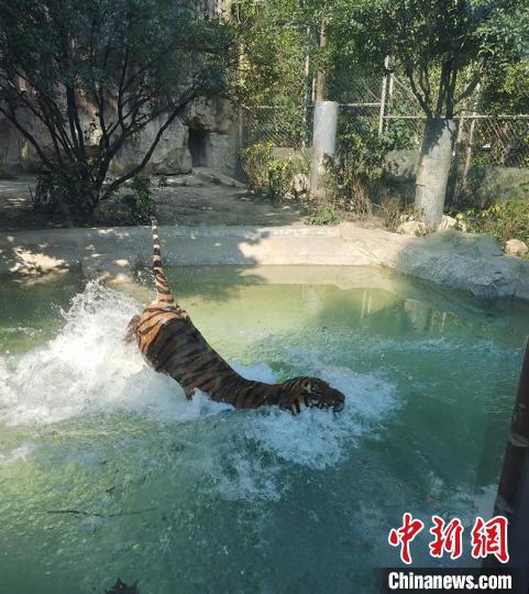 大老虎戲水。　成都動物園供圖