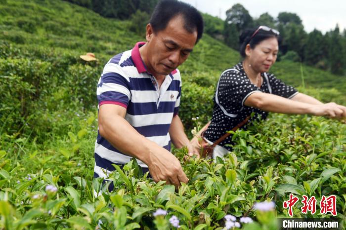 楊旻倫與妻子賴莉芳在茶葉種植基地采摘茶葉?！∈Y雪林 攝