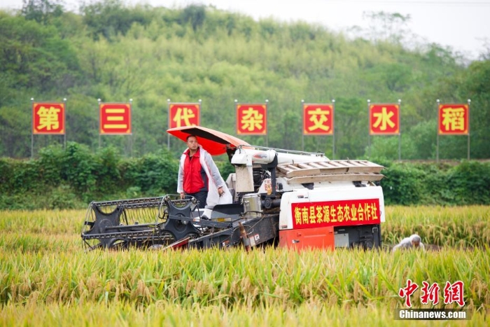 袁隆平團(tuán)隊(duì)第三代雜交水稻雙季稻畝產(chǎn)超1600公斤