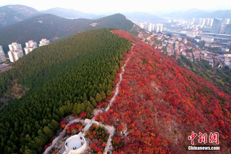 航拍濟南蝎子山 半邊翠綠半邊紅