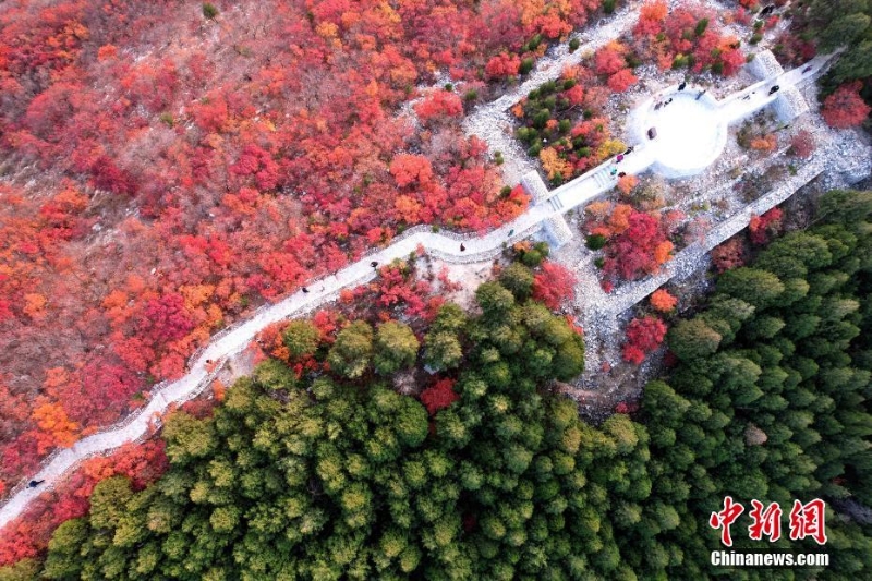 航拍濟南蝎子山 半邊翠綠半邊紅