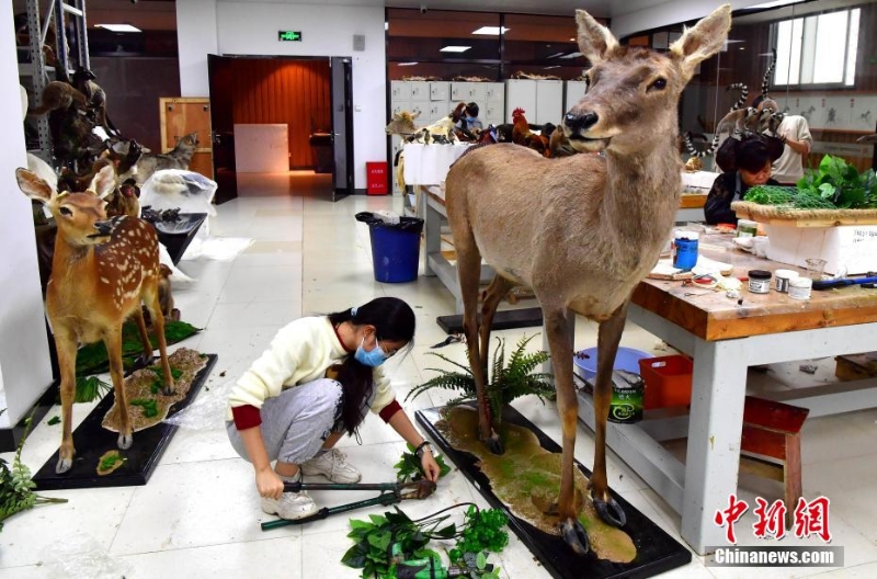 “南唐”技藝讓動物“復活”