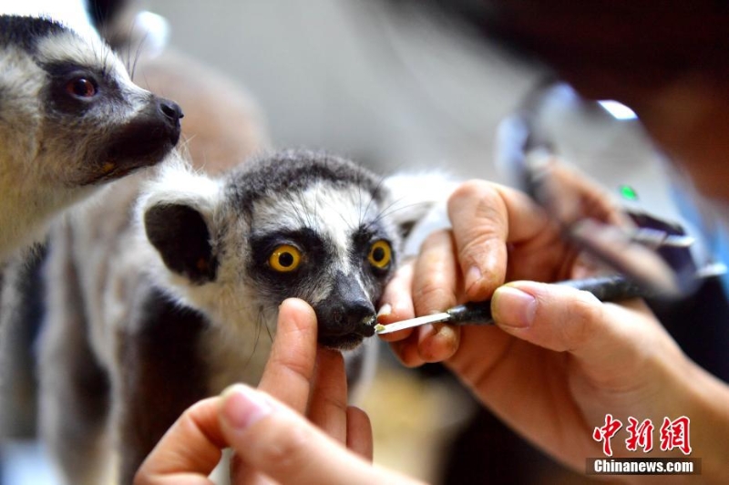 “南唐”技藝讓動物“復活”