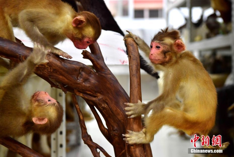 “南唐”技藝讓動物“復活”