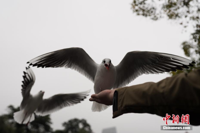 紅嘴鷗進入云南昆明越冬