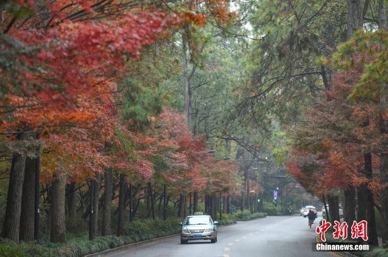 杭州西湖初冬紅楓艷