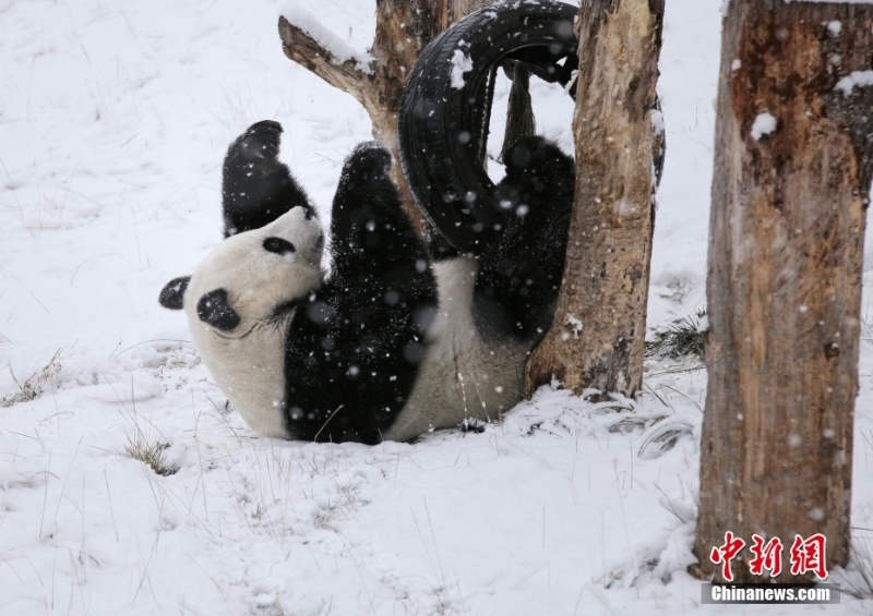 四川阿壩：大熊貓“小禮物”雪中嬉戲