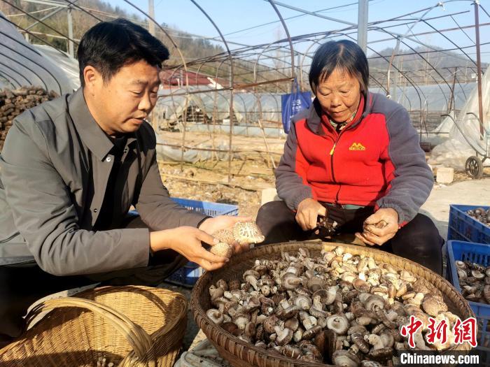 南漳縣薛坪鎮(zhèn)普陀庵村，村民在易遷安置點(diǎn)的香菇合作社務(wù)工 胡傳林 攝