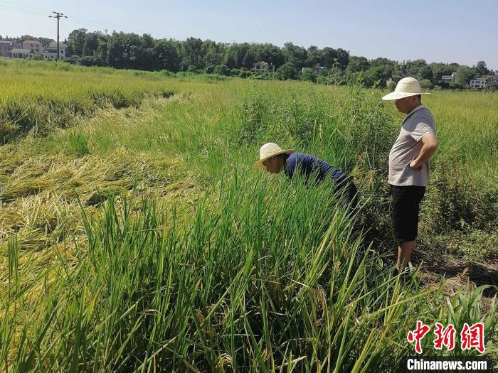 桃江縣中華保險公司聘請的農(nóng)業(yè)技術專家在田間查勘災情?！∠母沸?攝