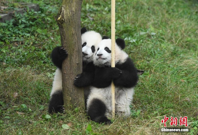 重慶動物園一雙胞胎大熊貓命名亮相盡顯萌態(tài)