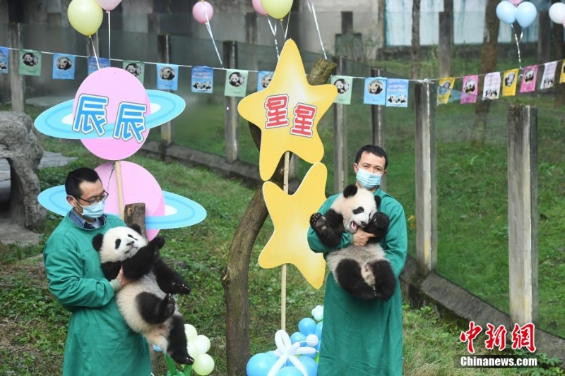 重慶動物園一雙胞胎大熊貓命名亮相盡顯萌態(tài)