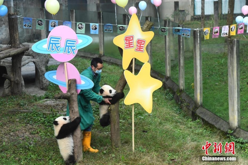 重慶動物園一雙胞胎大熊貓命名亮相盡顯萌態(tài)