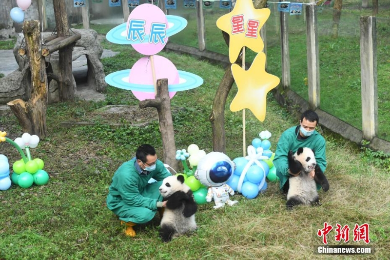 重慶動物園一雙胞胎大熊貓命名亮相盡顯萌態(tài)