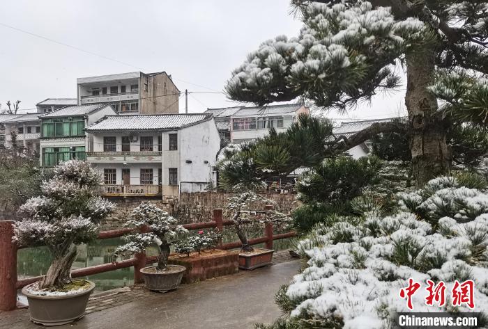 圖為：寧波奉化溪口鎮(zhèn)三十六灣村綠植上堆起雪花?！≡ǔ?通訊員) 攝