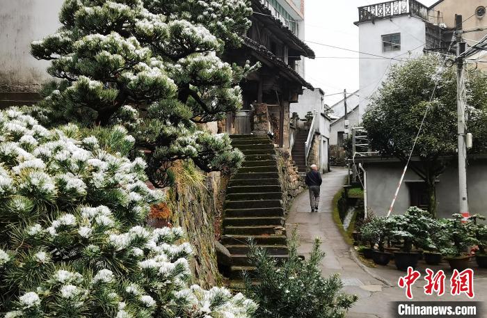 圖為：寧波奉化溪口鎮(zhèn)三十六灣村綠植上堆起雪花?！≡ǔ?通訊員) 攝