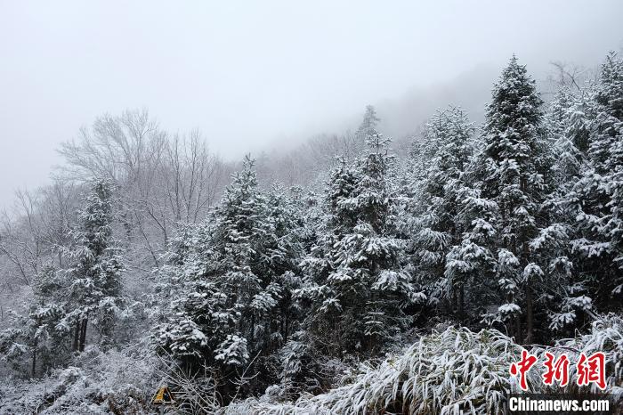 圖為：浙江金華北山迎來降雪?！堎?通訊員) 攝