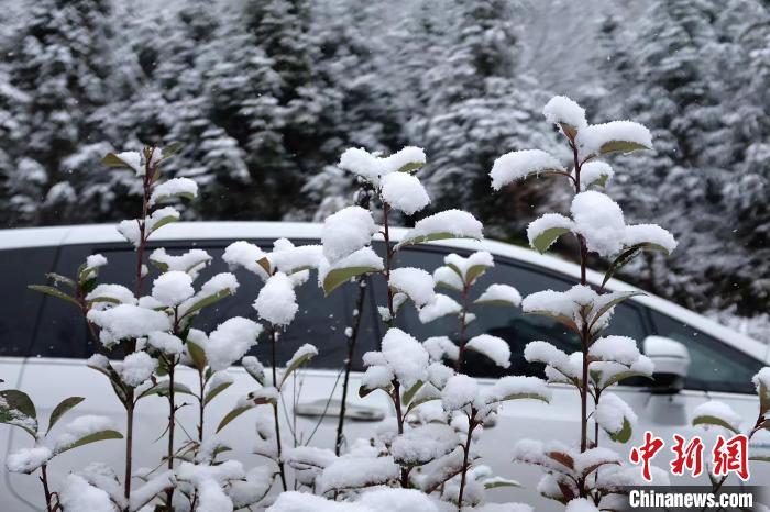 圖為：浙江金華北山的綠植樹葉上堆起皚皚白雪?！堎?通訊員) 攝