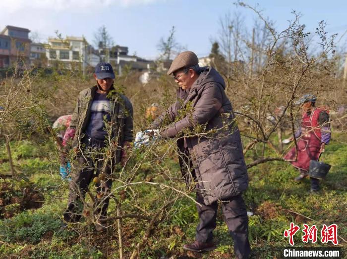 圖為余嚴(yán)尊教授在刺梨種植基地指導(dǎo)村民對刺梨進(jìn)行修枝?！≈苎嗔?攝