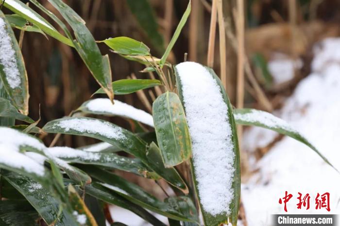 路邊的積雪 白羽 攝