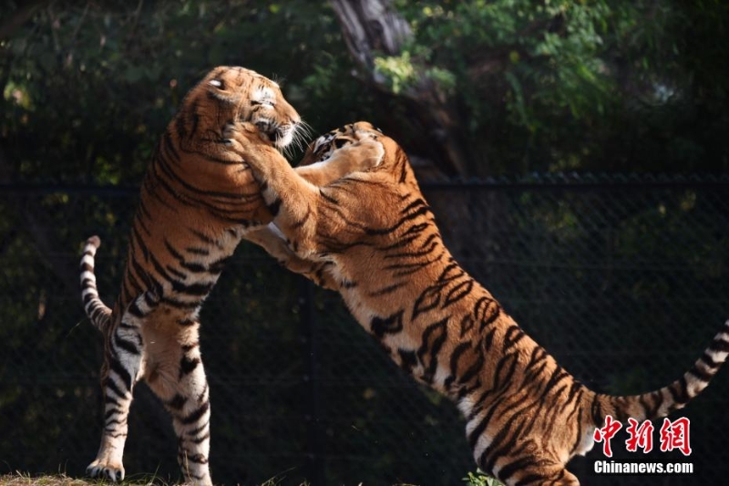 深圳野生動物園11只東北虎亮相迎虎年