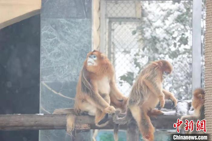 圖為金絲猴在雪中嬉戲?！∥靼睬貛X野生動(dòng)物園供圖