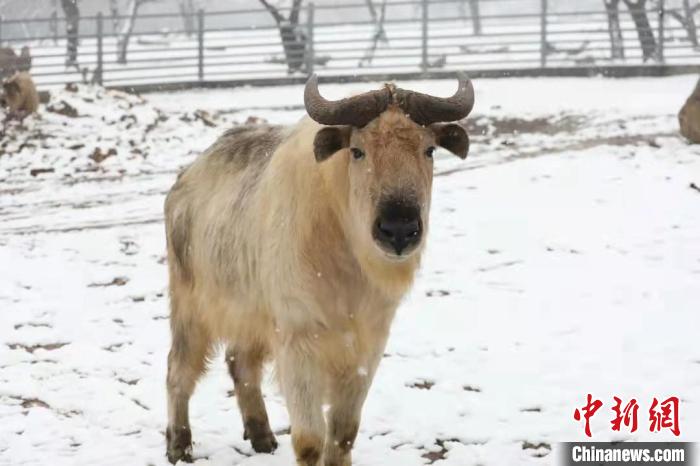 圖為羚牛在雪中“散步”?！∥靼睬貛X野生動(dòng)物園供圖