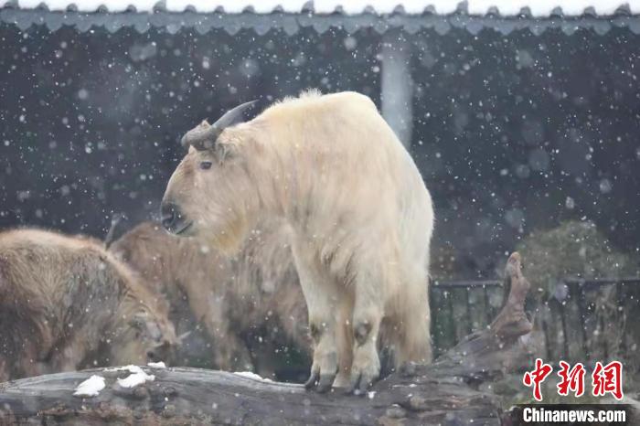 圖為羚牛在雪中“散步”?！∥靼睬貛X野生動物園供圖