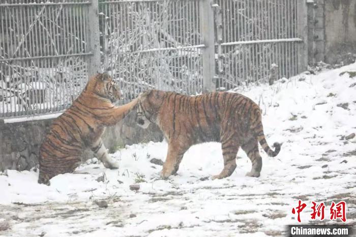 圖為東北虎在雪中嬉戲?！∥靼睬貛X野生動(dòng)物園供圖