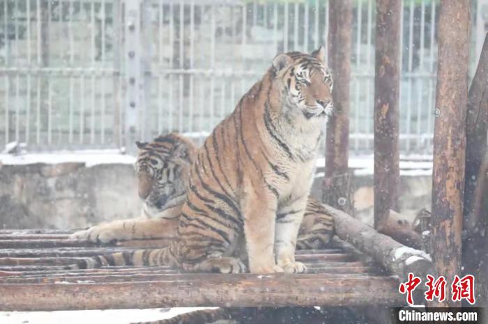 圖為東北虎在雪中嬉戲?！∥靼睬貛X野生動物園供圖