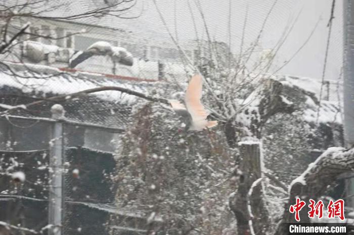 圖為朱鹮在雪中飛翔?！∥靼睬貛X野生動物園供圖