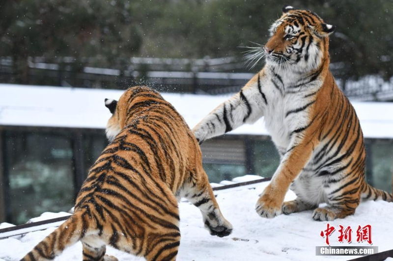 昆明降雪 動物園東北虎雪地撒歡