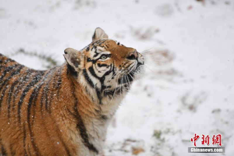 昆明降雪 動物園東北虎雪地撒歡