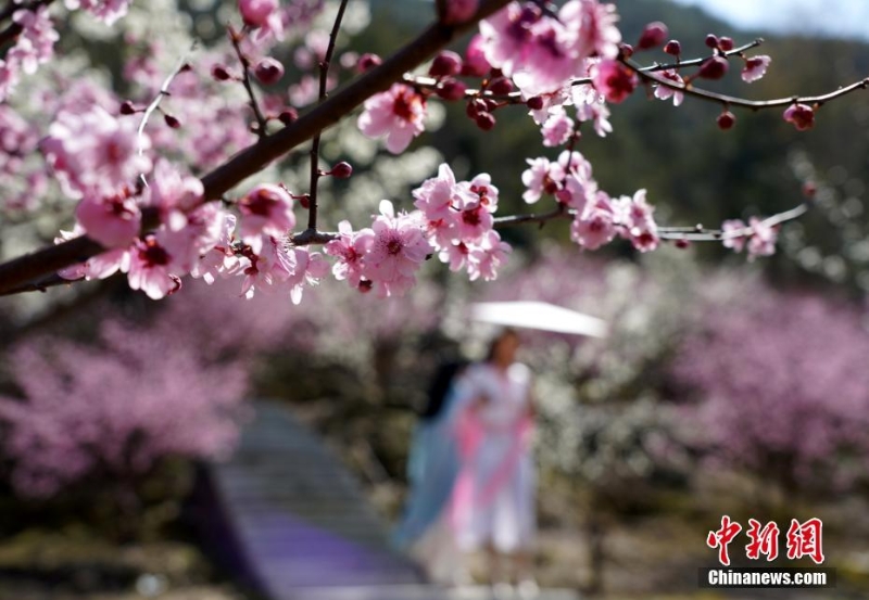 浙江樂清：李花盛開迎客來