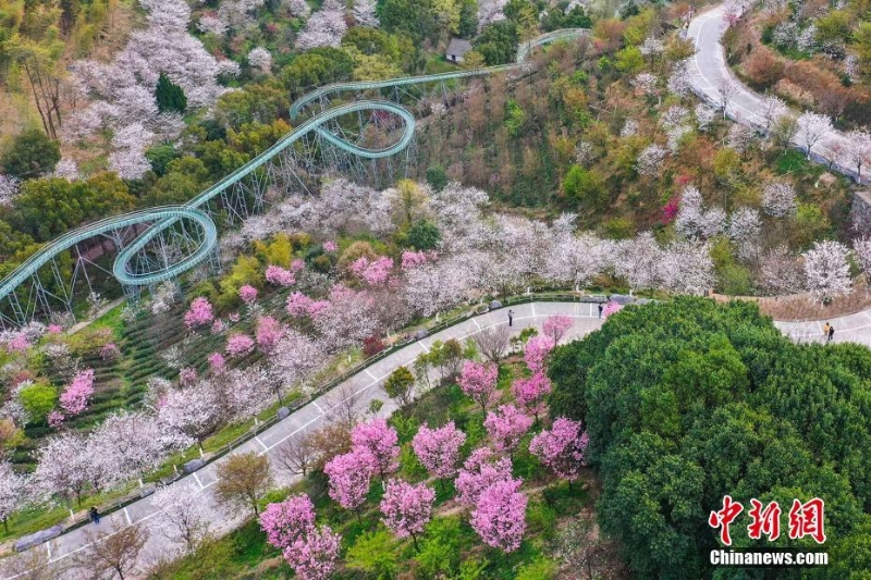 浙江寧波：達人谷萬株櫻花競相綻放