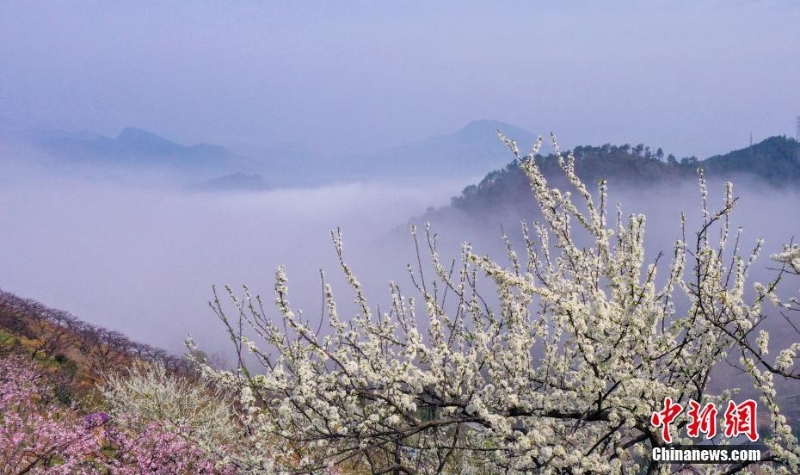 浙江淳安：李樹花開春意濃