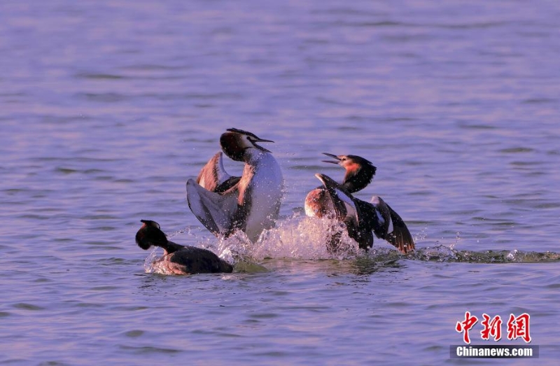 鳳頭鸊鷉在“京津冀最美濕地”衡水湖畔舞動春色