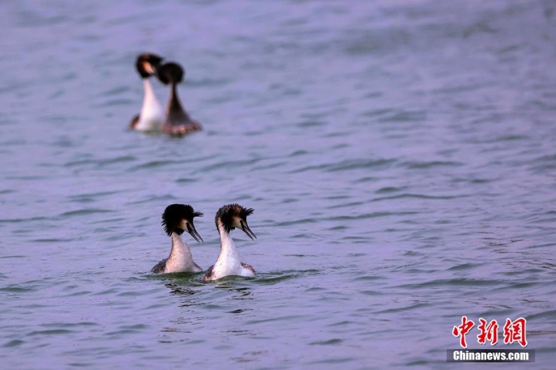 鳳頭鸊鷉在“京津冀最美濕地”衡水湖畔舞動春色