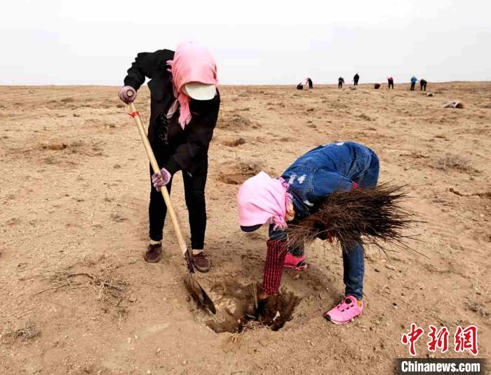 甘肅民勤：治沙人春日沙漠“植綠”