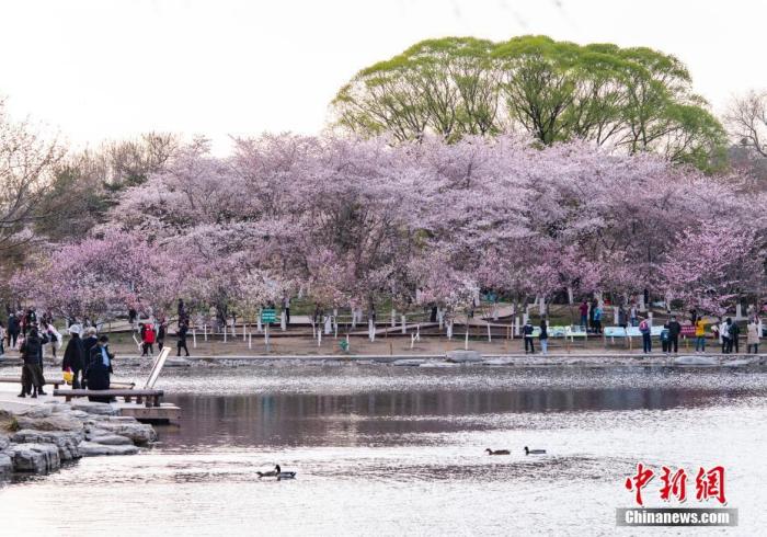 資料圖：北京玉淵潭公園春和景明，吸引游人流連花海。 <a target='_blank' href='/'>中新社</a>記者 侯宇 攝
